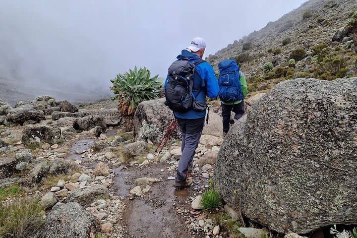 Lemosho Route: 9-Day Trek to Mount Kilimanjaro's Uhuru Peak photo 3