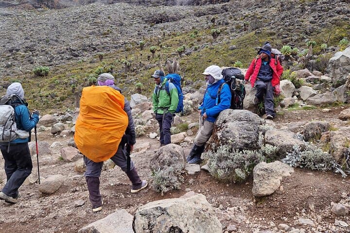 Lemosho Route: 9-Day Trek to Mount Kilimanjaro's Uhuru Peak photo 5