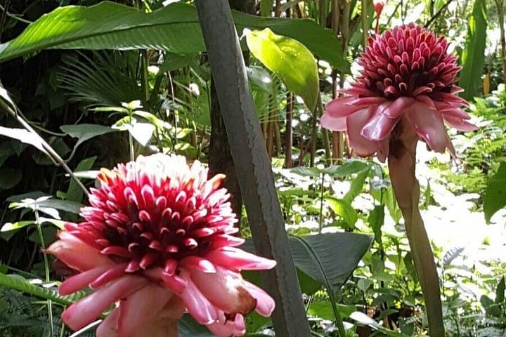 Soufrière Botanical Garden Exploration: Guided Tropical Plant Walk in Saint Lucia