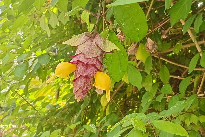 Soufrière Botanical Garden Exploration: Guided Tropical Plant Walk in Saint Lucia photo 4
