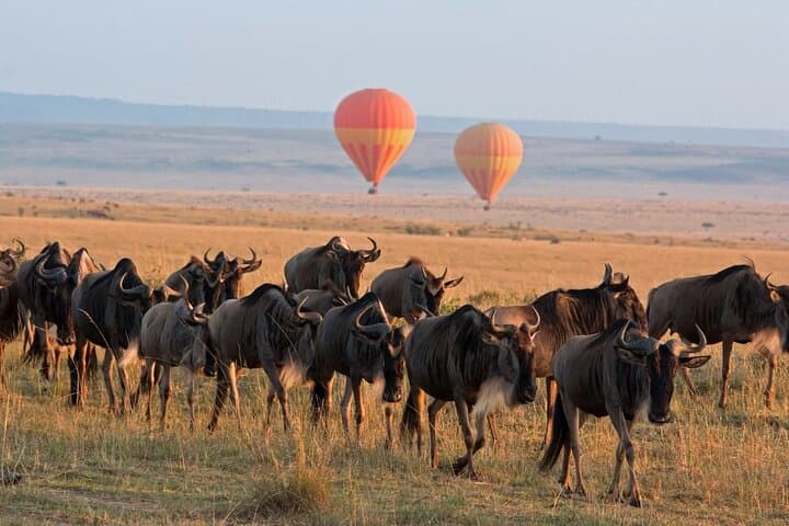 3-Day Maasai Mara Safari: Joining Tour from Nairobi photo 5
