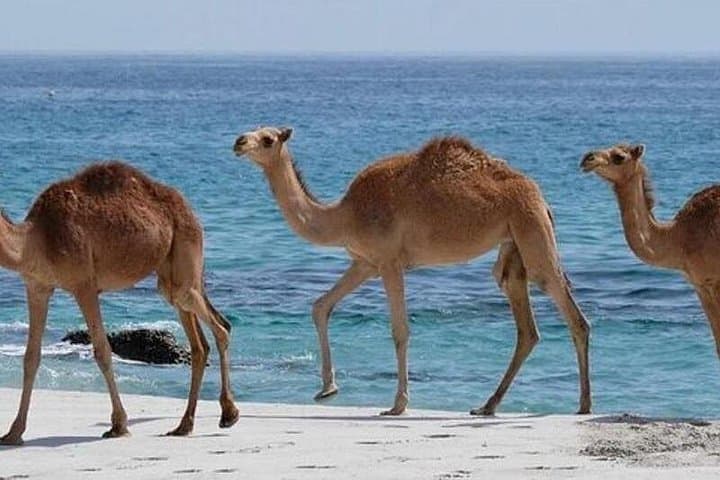 Full-Day Salalah East and West Tour: Mughsail, Sumharam and Frankincense Valleys photo 3