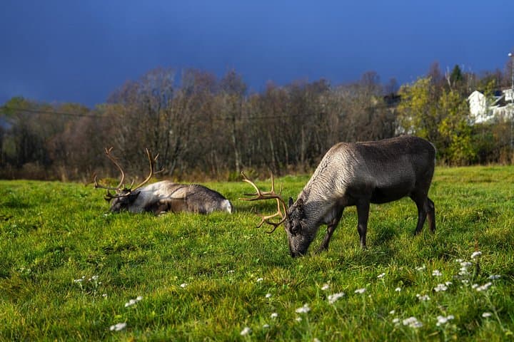 Tromsø Fjord Adventure: Wildlife Viewing, Photography & Seaside Lunch photo 2
