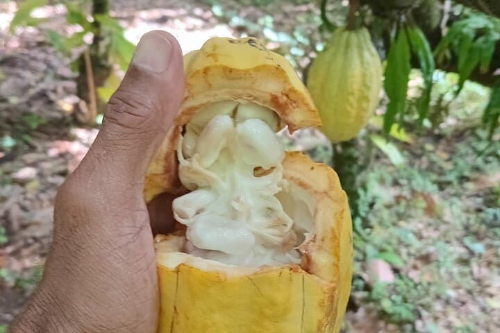 Soufrière Private Chocolate Tour: Bean-to-Bar Experience in St. Lucia photo 3