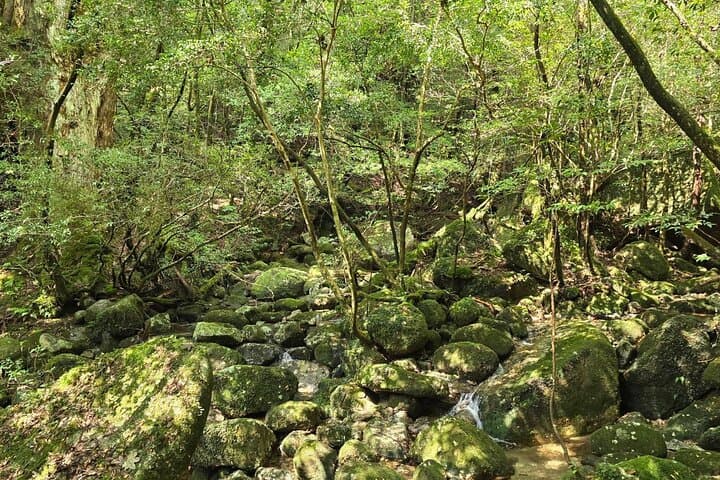 Jomon Cedar Adventure: Full-Day Hike to Yakushima's Ancient Trees photo 3