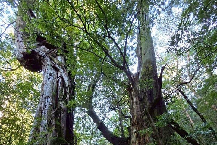 Jomon Cedar Adventure: Full-Day Hike to Yakushima's Ancient Trees photo 5