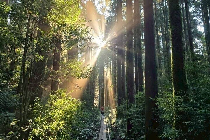 Jomon Cedar Adventure: Full-Day Hike to Yakushima's Ancient Trees photo 2
