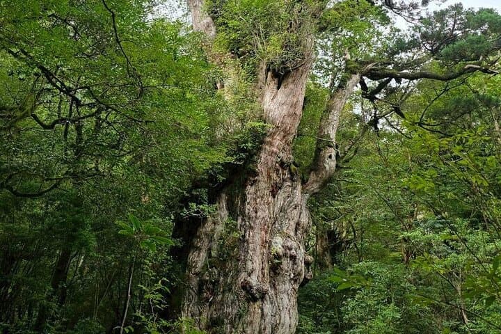Jomon Cedar Adventure: Full-Day Hike to Yakushima's Ancient Trees