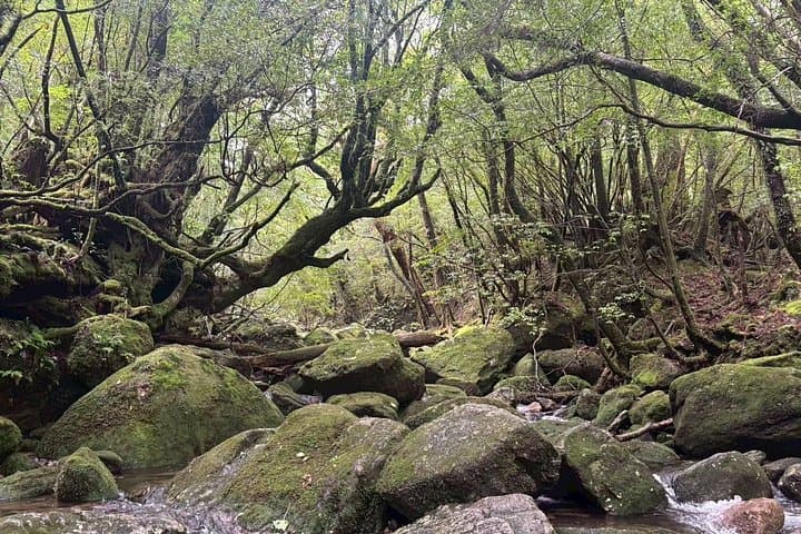 Shiratani Unsuikyo One-Day Moss-Forest Hike to Taiko Rock (Yakushima) photo 2