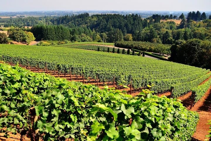 Private Athens Wine Tour to Two Award-Winning Wineries in Spata photo 5