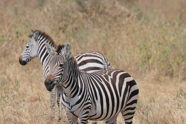 3-Day Serengeti & Ngorongoro Safari — Wildebeest Migration, Big Five, Budget Camping photo 3