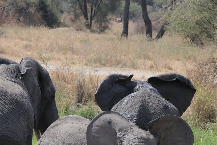 3-Day Serengeti & Ngorongoro Safari — Wildebeest Migration, Big Five, Budget Camping photo 4