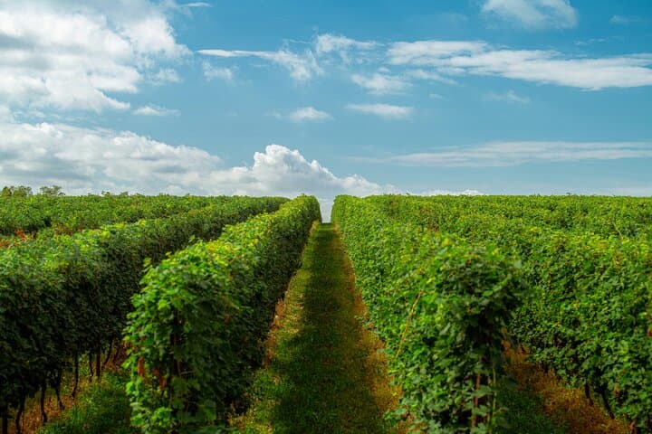 Durbanville Wine Valley Half-Day Tour: Top Estates, Tasting Routes & Practical Tips photo 4