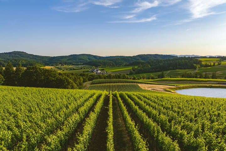 Durbanville Wine Valley Half-Day Tour: Top Estates, Tasting Routes & Practical Tips photo 6