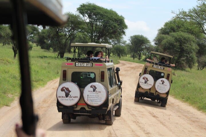 Tarangire National Park Day Trip: Elephant Herds, Baobabs & Dry-Season Game Drives photo 1