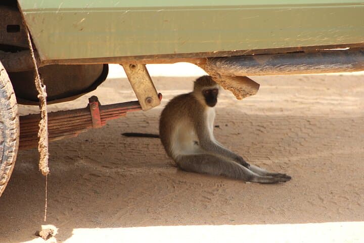 Tarangire National Park Day Trip: Elephant Herds, Baobabs & Dry-Season Game Drives photo 4