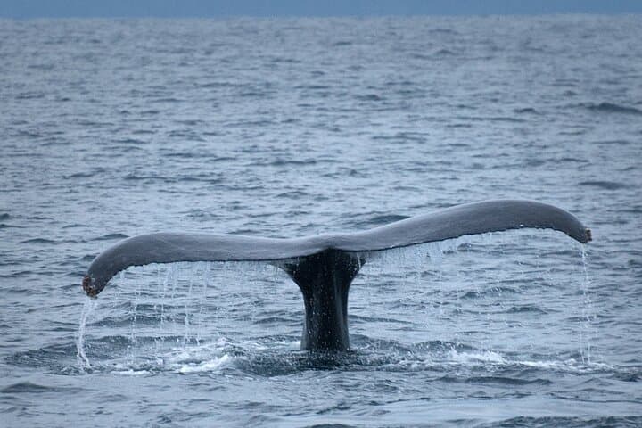 Wine and Whales: Full-Day Hemel-en-Aarde and Hermanus Private Tour from Cape Town photo 4