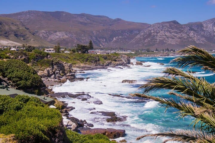 Wine and Whales: Full-Day Hemel-en-Aarde and Hermanus Private Tour from Cape Town photo 5