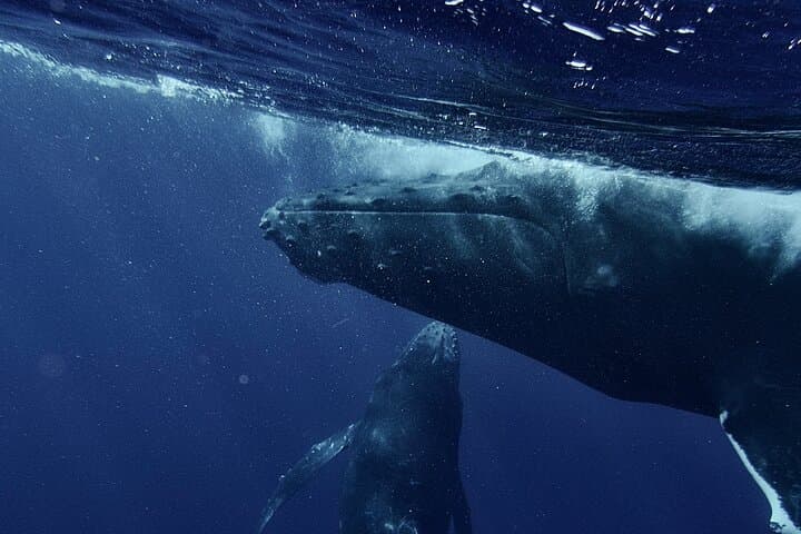 Wine and Whales: Full-Day Hemel-en-Aarde and Hermanus Private Tour from Cape Town photo 6