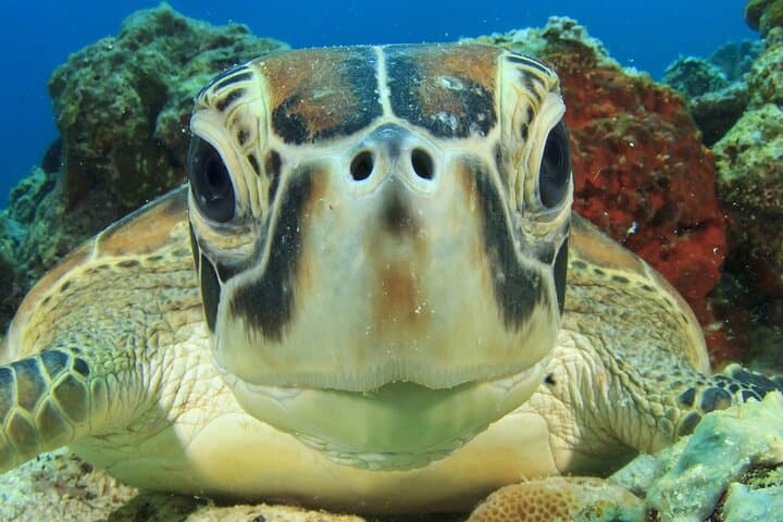 Discover Scuba in Agia Efimia — Beginner Scuba Diving on Kefalonia photo 3