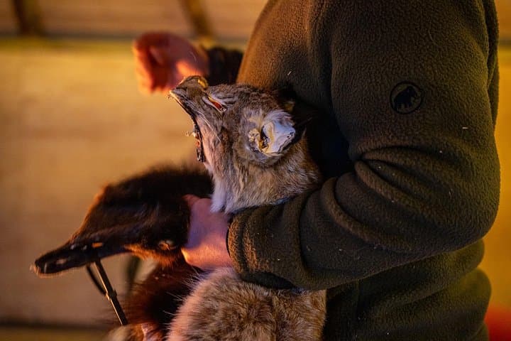 Balsfjord Sami Reindeer Experience with Lunch — Authentic Sami Culture Near Tromsø photo 3