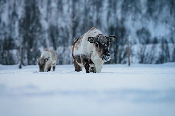 Balsfjord Sami Reindeer Experience with Lunch — Authentic Sami Culture Near Tromsø