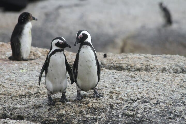 Premier Cape Town Full-Day Tour: Table Mountain, Cape Point & Boulders Beach Penguins photo 4