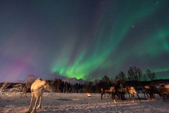 Balsfjord Sami Reindeer Feeding and Northern Lights Dinner