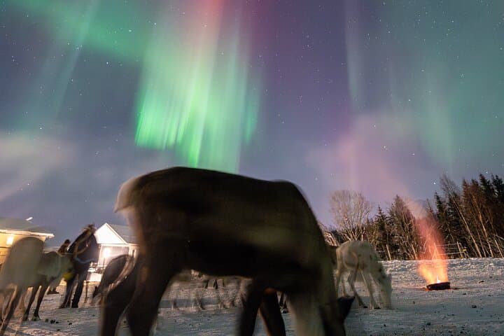 Balsfjord Sami Reindeer Feeding and Northern Lights Dinner photo 2