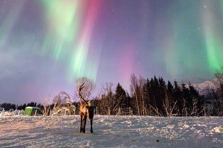 Balsfjord Sami Reindeer Feeding and Northern Lights Dinner photo 3