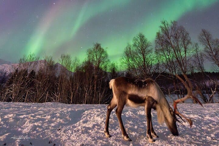 Balsfjord Sami Reindeer Feeding and Northern Lights Dinner photo 4