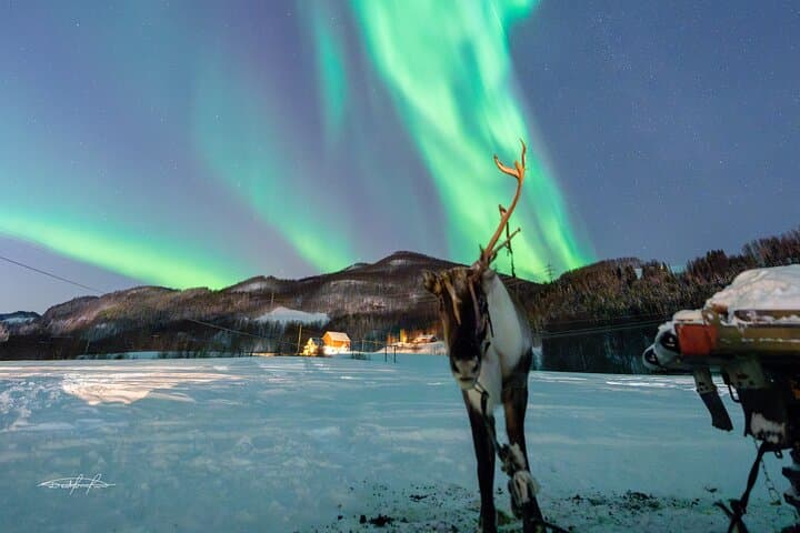 Balsfjord Sami Reindeer Feeding and Northern Lights Dinner photo 5