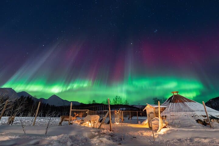 Balsfjord Sami Reindeer Feeding and Northern Lights Dinner photo 6