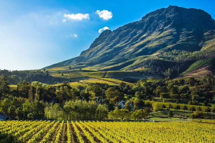 Franschhoek Wine Tram and Stellenbosch Full-Day Tour from Cape Town photo 5
