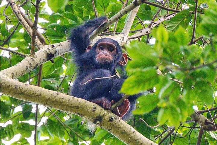 One-Day Nyungwe Forest: Canopy Walk, Waterfall & Zipline from Kigali