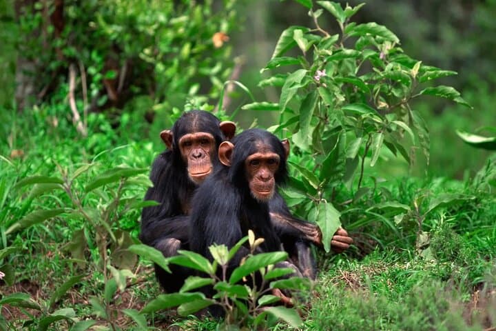 One-Day Nyungwe Forest: Canopy Walk, Waterfall & Zipline from Kigali photo 3