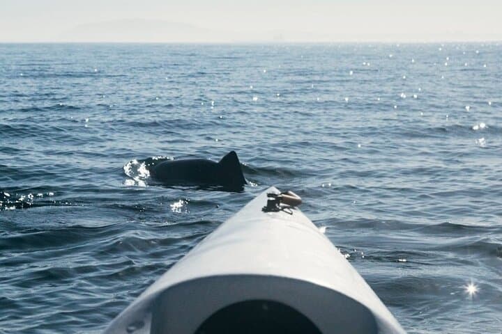 Kayak with Dolphins off Cape Town: Guided Sea Point & Three Anchor Bay Tour photo 6