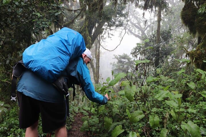 7-Day Kilimanjaro Trek via the Machame Route — Summit Uhuru Peak photo 4