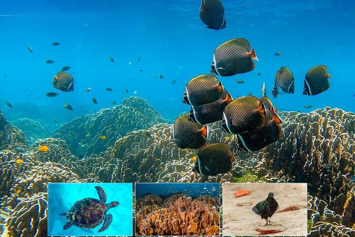 Similan Islands One-Day Power Catamaran from Khao Lak to Sail Rock photo 5