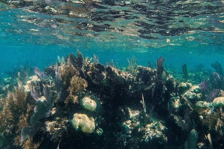Speedboat Snorkel Tour to MUSA & Nichupté Lagoon — Cancun Speedboat Experience photo 3