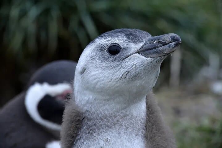 Beagle Channel Penguin Watching: Isla Martillo Day Tour from Puerto Almanza