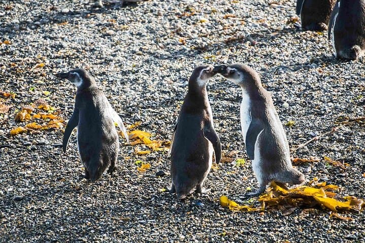 Beagle Channel Penguin Watching: Isla Martillo Day Tour from Puerto Almanza photo 2