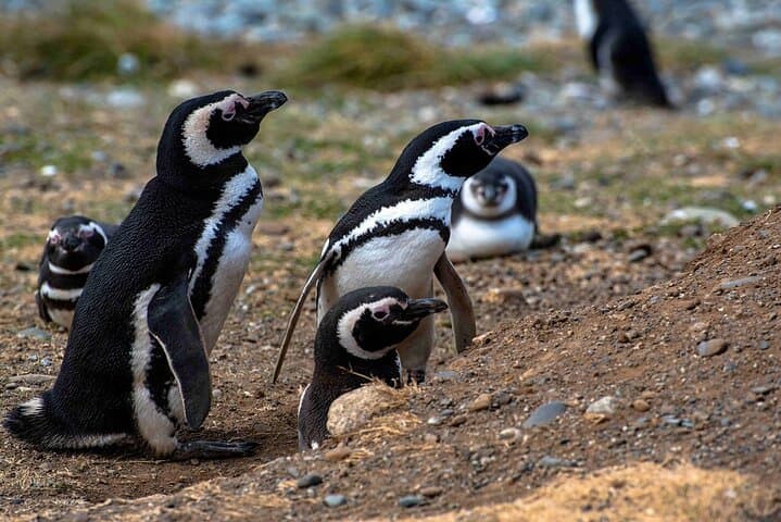 Beagle Channel Penguin Watching: Isla Martillo Day Tour from Puerto Almanza photo 3