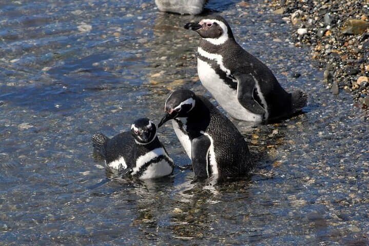 Beagle Channel Penguin Watching: Isla Martillo Day Tour from Puerto Almanza photo 4