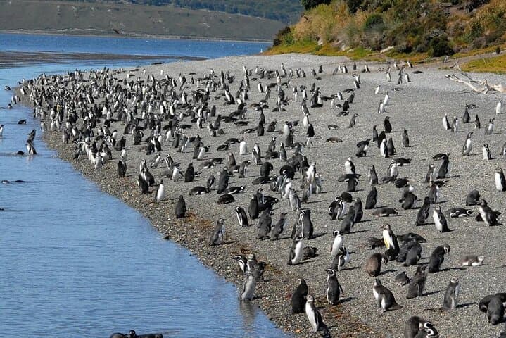 Beagle Channel Penguin Watching: Isla Martillo Day Tour from Puerto Almanza photo 5