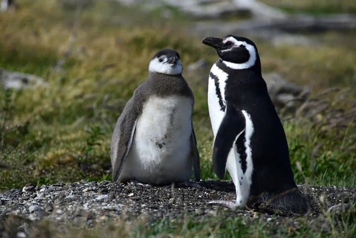Beagle Channel Penguin Watching: Isla Martillo Day Tour from Puerto Almanza photo 6