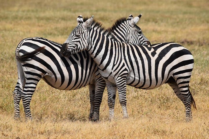 4-Day Camping Safari: Tarangire, Serengeti & Ngorongoro from Arusha photo 2
