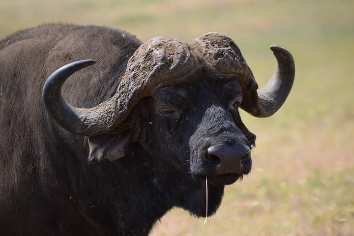 4-Day Camping Safari: Tarangire, Serengeti & Ngorongoro from Arusha photo 3
