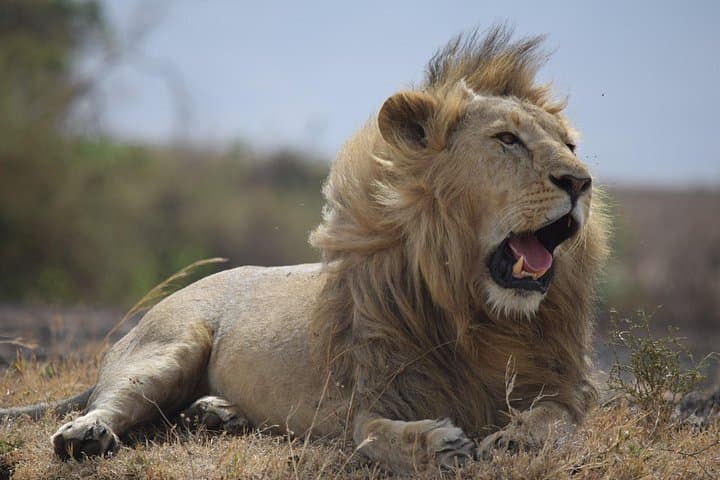 4-Day Camping Safari: Tarangire, Serengeti & Ngorongoro from Arusha photo 4