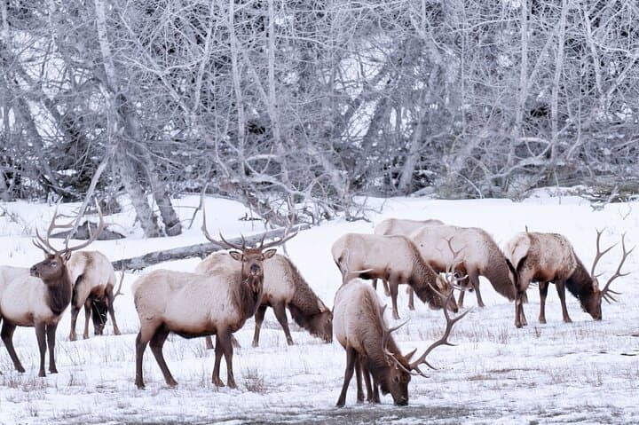 Explore Banff Wildlife: 3-4 Hour Scenic Wildlife & Sightseeing Tour photo 4